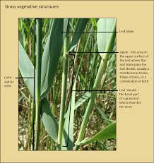 Attēlu rezultāti vaicājumam “Phragmites communis leaf”