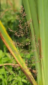 Attēlu rezultāti vaicājumam “Agrostis canina leaf”