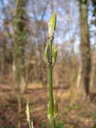 Attēlu rezultāti vaicājumam “Euonymus europaeus bud”