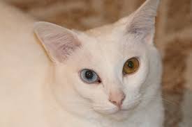 Attēlu rezultāti vaicājumam “Felis silvestris catus”