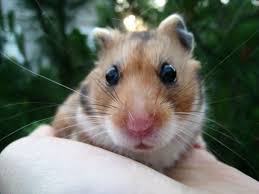 Image result for хомек