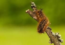 Attēlu rezultāti vaicājumam “Euthrix potatoria”