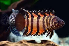 Attēlu rezultāti vaicājumam “Tetratoma ancora”