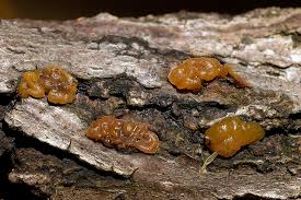 Attēlu rezultāti vaicājumam “Dacrymyces chrysospermus”