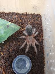 Znalezione obrazy dla zapytania Grammostola grossa