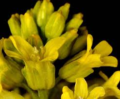 Attēlu rezultāti vaicājumam “Barbarea vulgaris subsp. arcuata fruit”