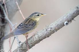 Image result for Locustella certhiola