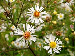 Attēlu rezultāti vaicājumam “Symphyotrichum x salignum flower”