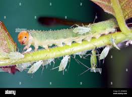 Attēlu rezultāti vaicājumam “Cnaemidophorus rhododactyla”