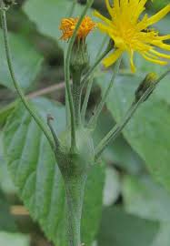 Attēlu rezultāti vaicājumam “Aulacidea hieracii”