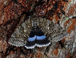 Attēlu rezultāti vaicājumam “Catocala fraxini”