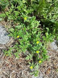 Attēlu rezultāti vaicājumam “Potentilla supina flower”