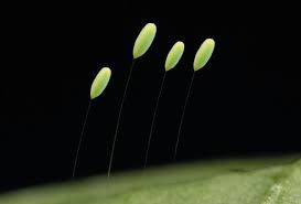 Attēlu rezultāti vaicājumam “Chrysopa”