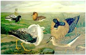 Attēlu rezultāti vaicājumam “Philomachus pugnax adult”