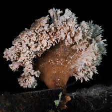 Attēlu rezultāti vaicājumam “Chaenotheca phaeocephala”