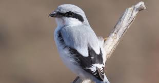 Attēlu rezultāti vaicājumam “Lanius excubitor adult”