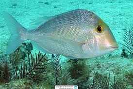 Image result for Rhabdosargus holubi