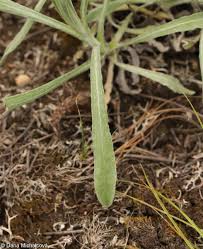 Attēlu rezultāti vaicājumam “Helichrysum arenarium leaf”