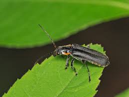 Attēlu rezultāti vaicājumam “Cantharis obscura”