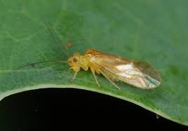 Attēlu rezultāti vaicājumam “Psocoptera”