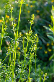 Attēlu rezultāti vaicājumam “Galium album bud”