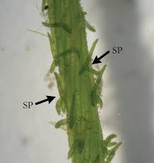Attēlu rezultāti vaicājumam “Chara hispida”