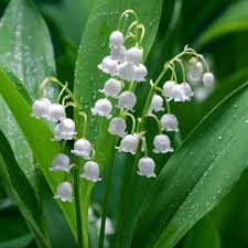 Attēlu rezultāti vaicājumam “Convallaria majalis flower”