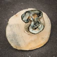 Attēlu rezultāti vaicājumam “Gyroporus cyanescens”