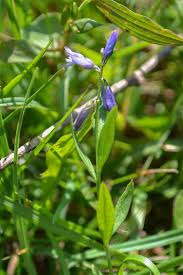Attēlu rezultāti vaicājumam “Polygala vulgaris leaf”