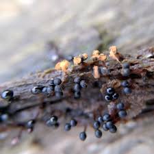 Attēlu rezultāti vaicājumam “Metatrichia floriformis macro”