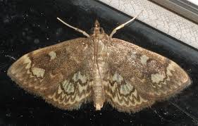 Attēlu rezultāti vaicājumam “Anania coronata”