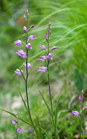 Attēlu rezultāti vaicājumam “Cephalanthera rubra flower”