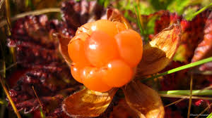 Attēlu rezultāti vaicājumam “Rubus chamaemorus fruit”