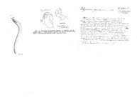 Attēlu rezultāti vaicājumam “Polyzonium germanicum”