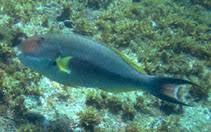 Image result for Sparisoma amplum