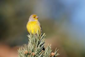 Image result for Carduelis citrinella