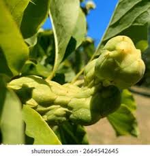 Attēlu rezultāti vaicājumam “Magnolia acuminata fruit”