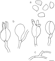 Attēlu rezultāti vaicājumam “Sebacina incrustans”