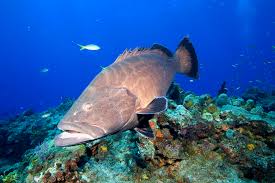 Image result for Mycteroperca bonaci