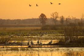 Attēlu rezultāti vaicājumam “Crex crex nest”