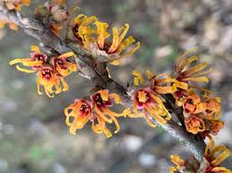 Attēlu rezultāti vaicājumam “Hamamelis vernalis”