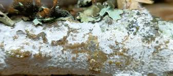 Attēlu rezultāti vaicājumam “Exidia cartilaginea”