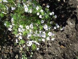 Attēlu rezultāti vaicājumam “Polemoniaceae”