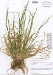Plant form: <b>Poa</b> alsodes.