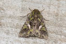 Attēlu rezultāti vaicājumam “Trachea atriplicis”