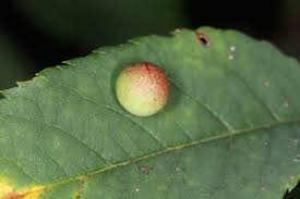 Attēlu rezultāti vaicājumam “Diplolepis eglanteriae”