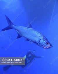 Image result for Megalops atlanticus