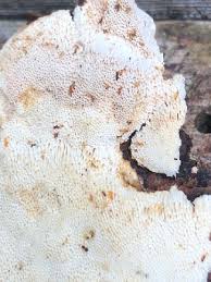 Attēlu rezultāti vaicājumam “Antrodia macra”