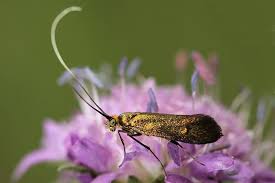 Attēlu rezultāti vaicājumam “Nemophora metallica”