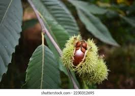 Attēlu rezultāti vaicājumam “Castanea sativa  fruit”